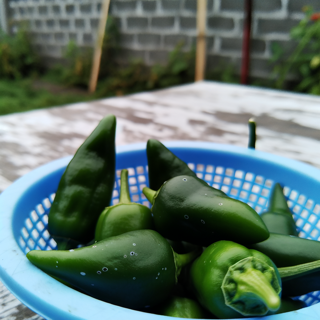 Espinalteco Jalapeño