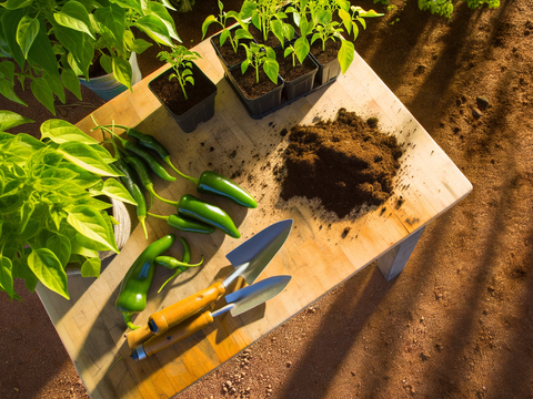 How to Harden Off Jalapeño Seedlings Before Planting Outside