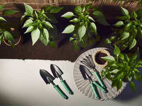 How to Top Jalapeño Plants: When and Why to Pinch Them