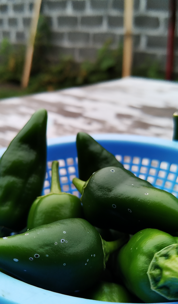 Espinalteco Jalapeño