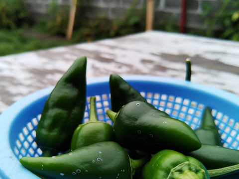 Espinalteco Jalapeño