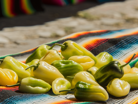 NuMex Primavera